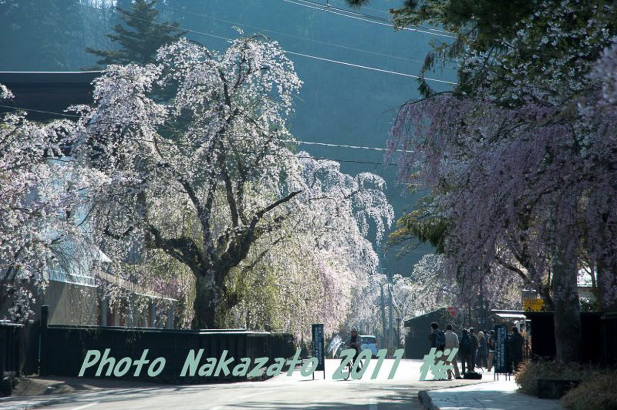 角舘の桜